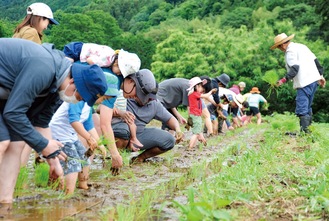 横一列に並んで苗を植える参加者