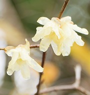 飯山でロウバイ開花
