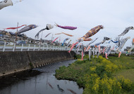 恩曽川に舞う鯉のぼり