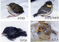 巣立ちヒナ見守って