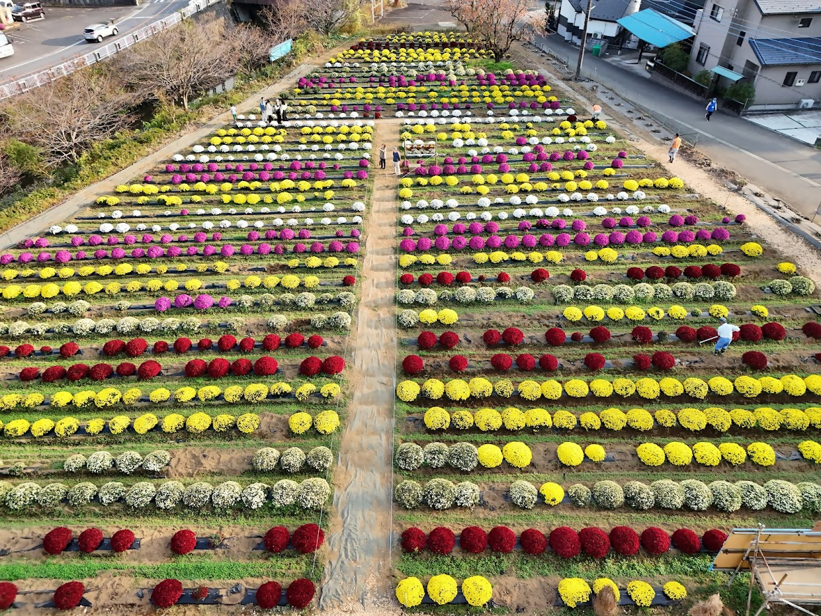 11月1日（土）〜9日（日） 秋のざる菊まつり2025 厚木市の里地里山団体《みどりと清流のふるさと創造委員会》