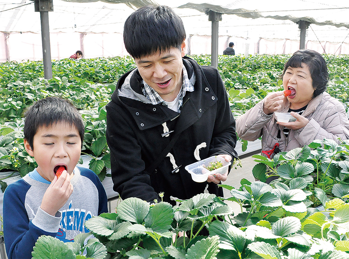 いちごを頬張る参加者