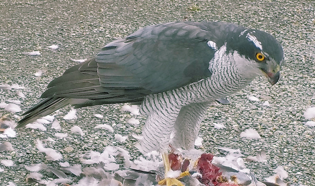 オオタカ撮影に成功