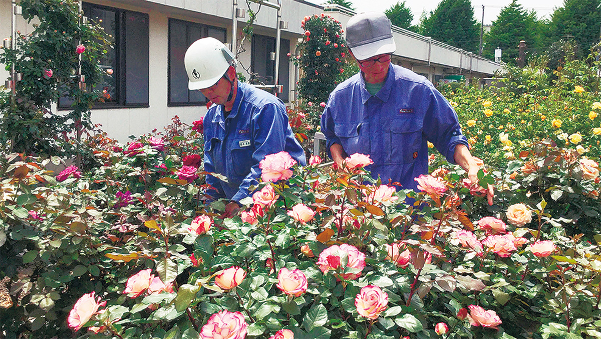 「バラの咲く工場」今年も開放