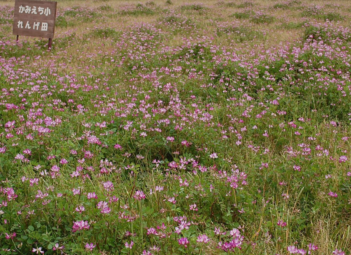れんげ草様のページになります Www Shipsctc Org