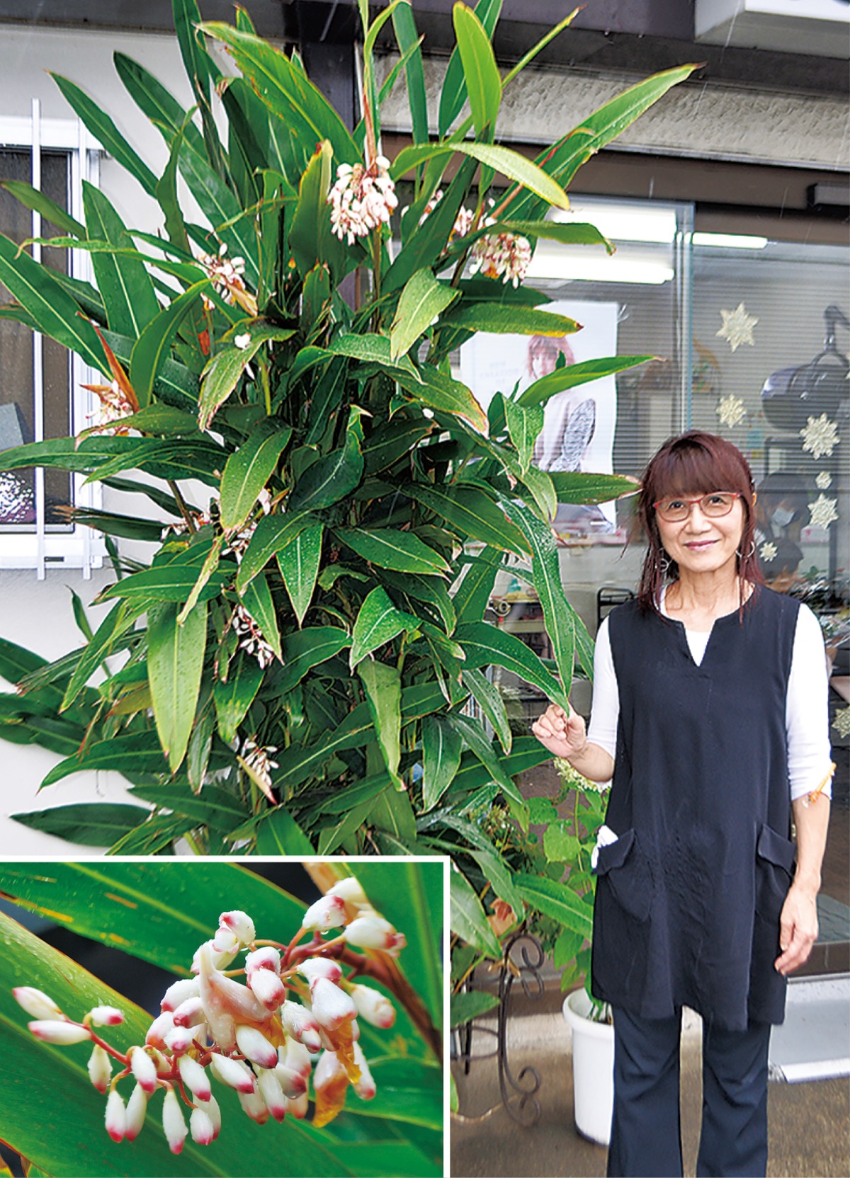 神奈川家厚木市で月桃開花 月桃と沖縄について語るブログ