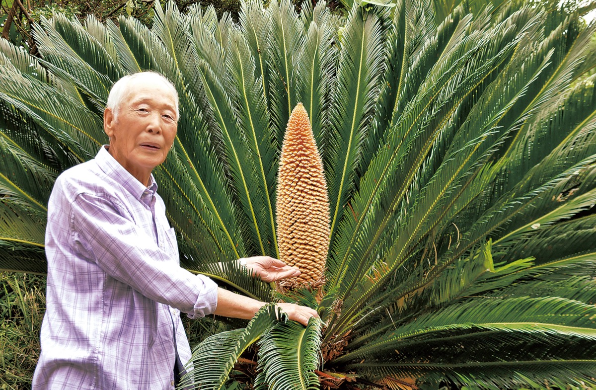 25年目の奇跡 ソテツが花咲く 厚木市上古沢の水島さん宅で 厚木 愛川 清川 タウンニュース