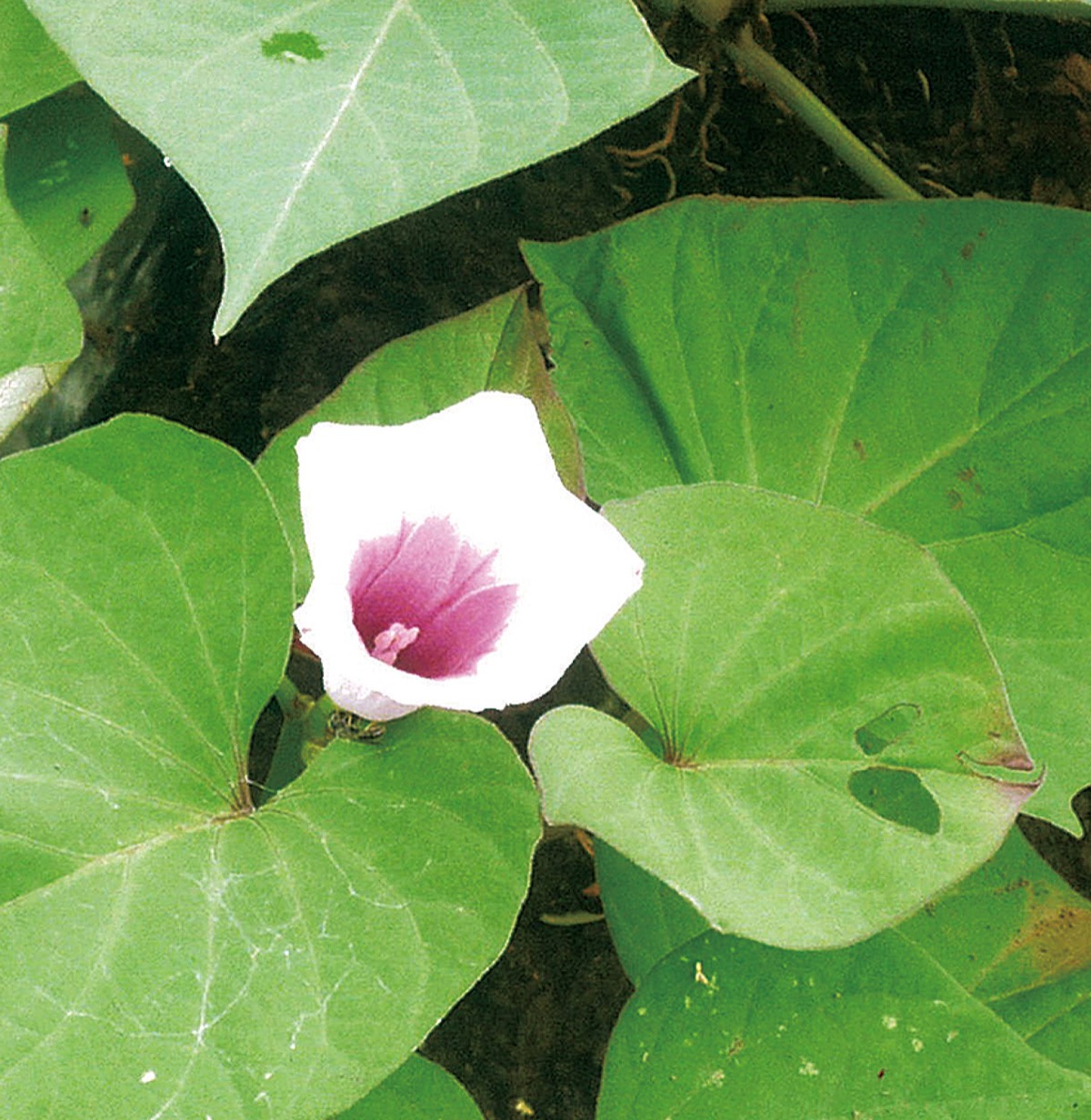 え サツマイモの花 飯山の農家で咲く 厚木 愛川 清川 タウンニュース