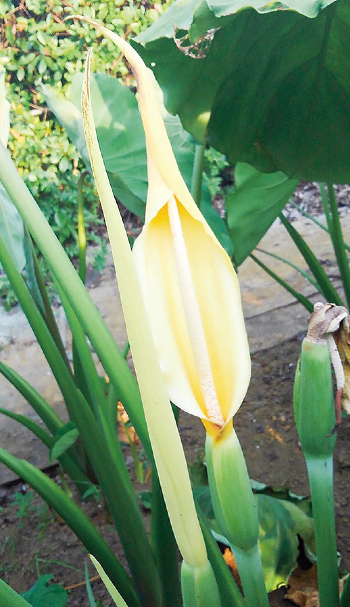 厚木にサトイモの花 厚木 愛川 清川 タウンニュース