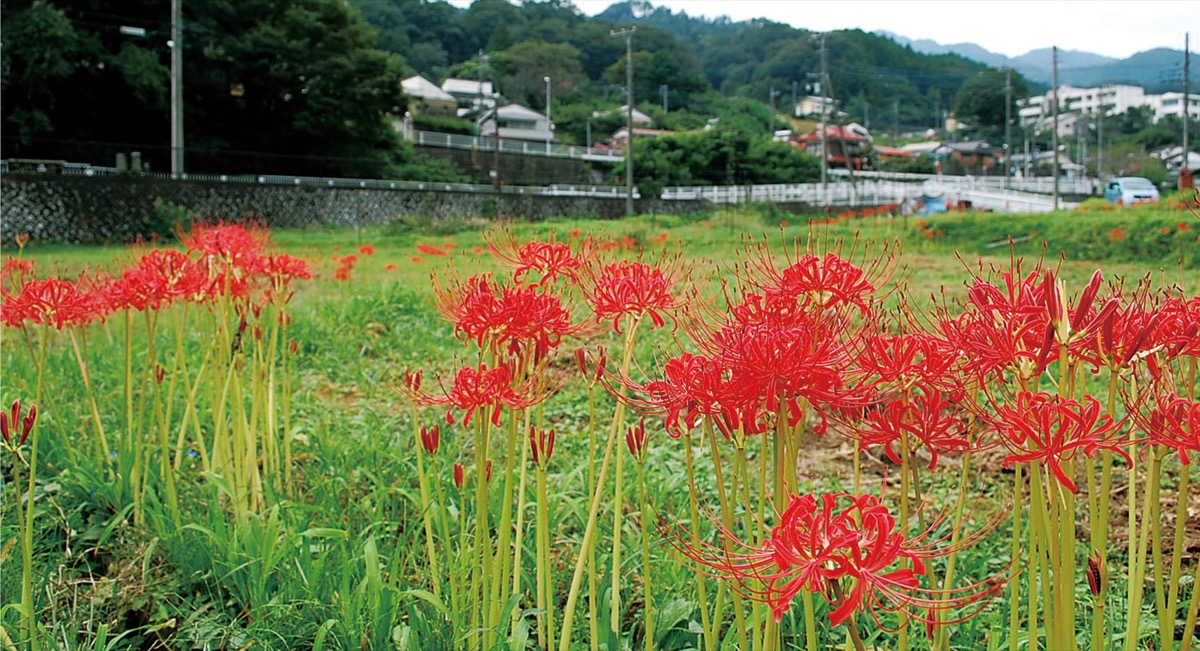 秋の深紅 今年も 彼岸花各地で見頃 厚木 愛川 清川 タウンニュース