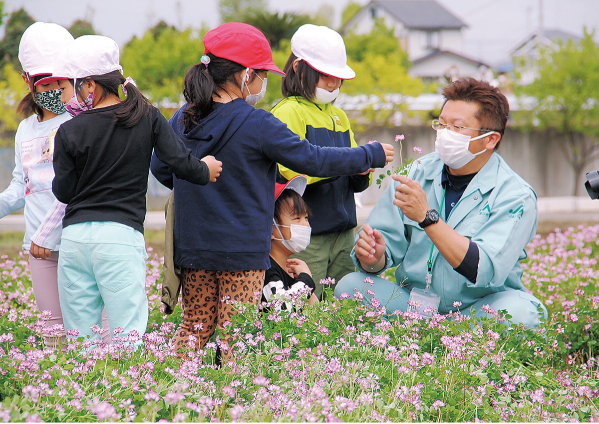 れんげ摘みを体験 依知南小でふれあい水田 | 厚木・愛川・清川