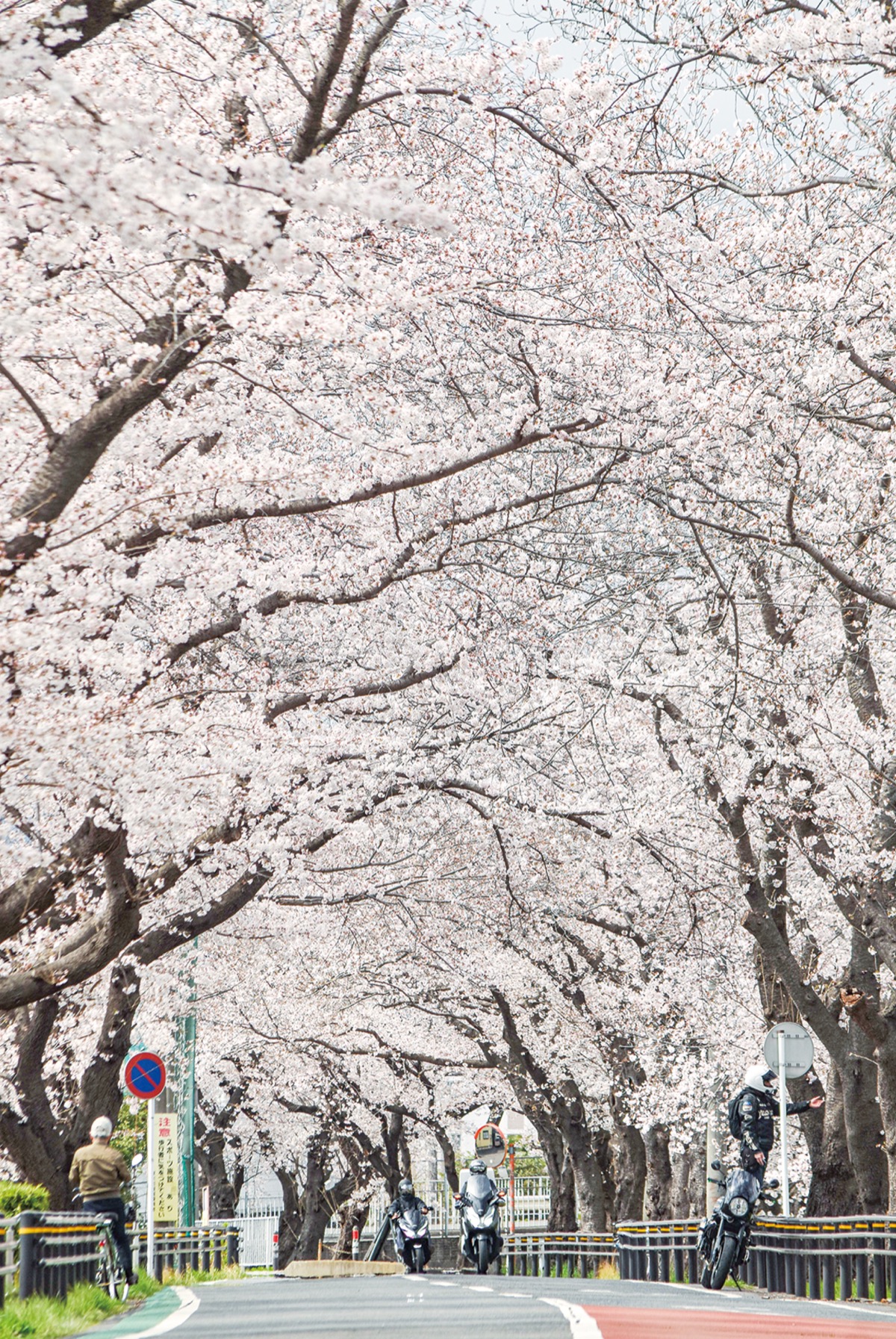 相模川三川合流地点 かつて再五郎の桜があった 戦時中に伐られ、再植樹