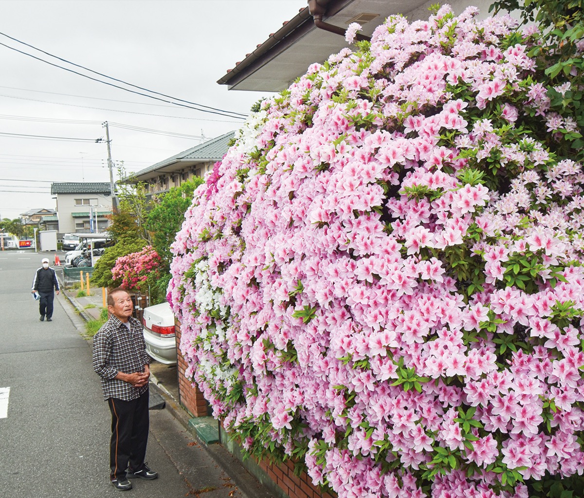 今年が一番、ツツジの壁 鳶尾の岡元さん宅 | 厚木・愛川・清川