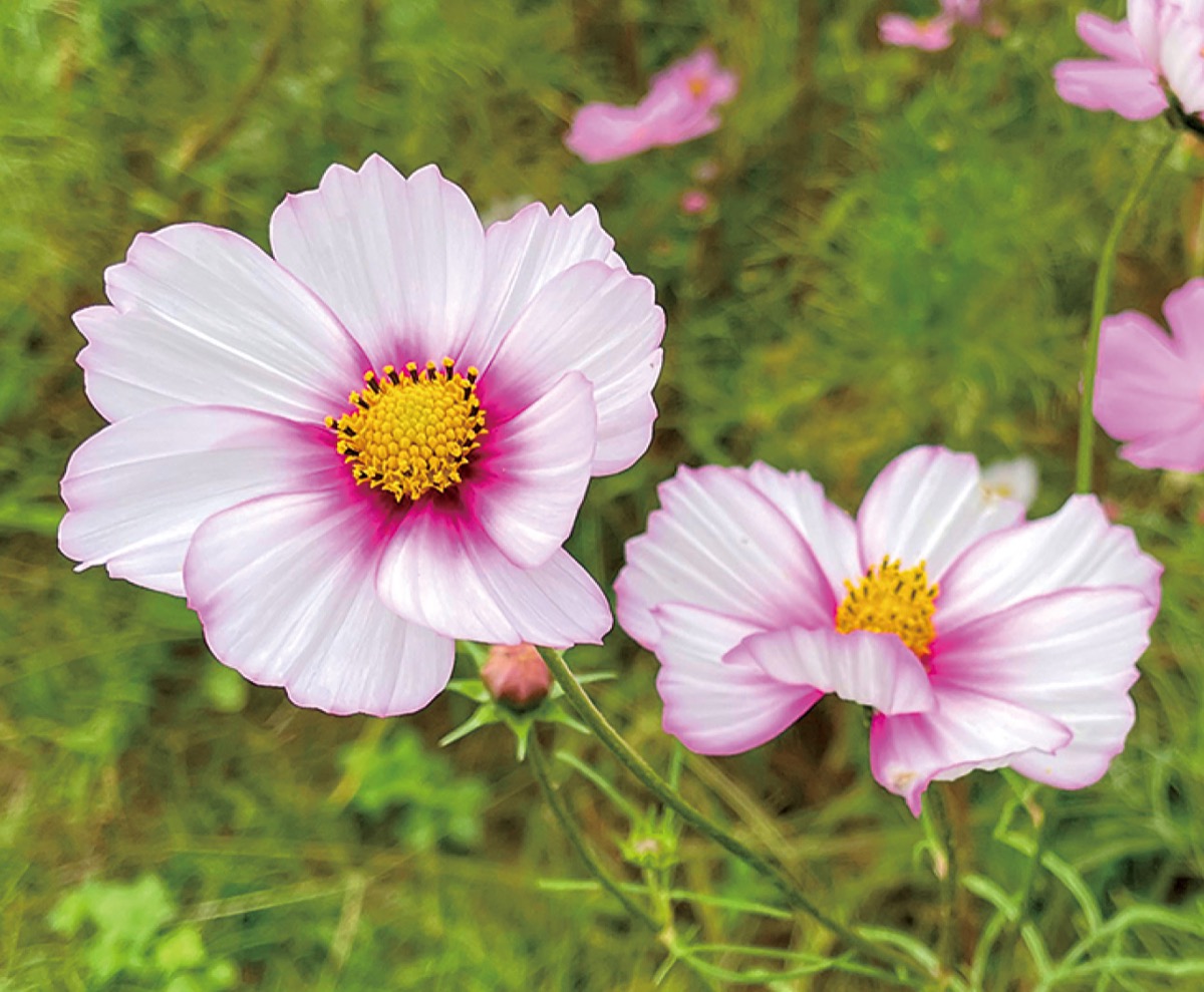 荻野運動公園 一面に咲く秋桜 見頃は10月いっぱい | 厚木・愛川・清川