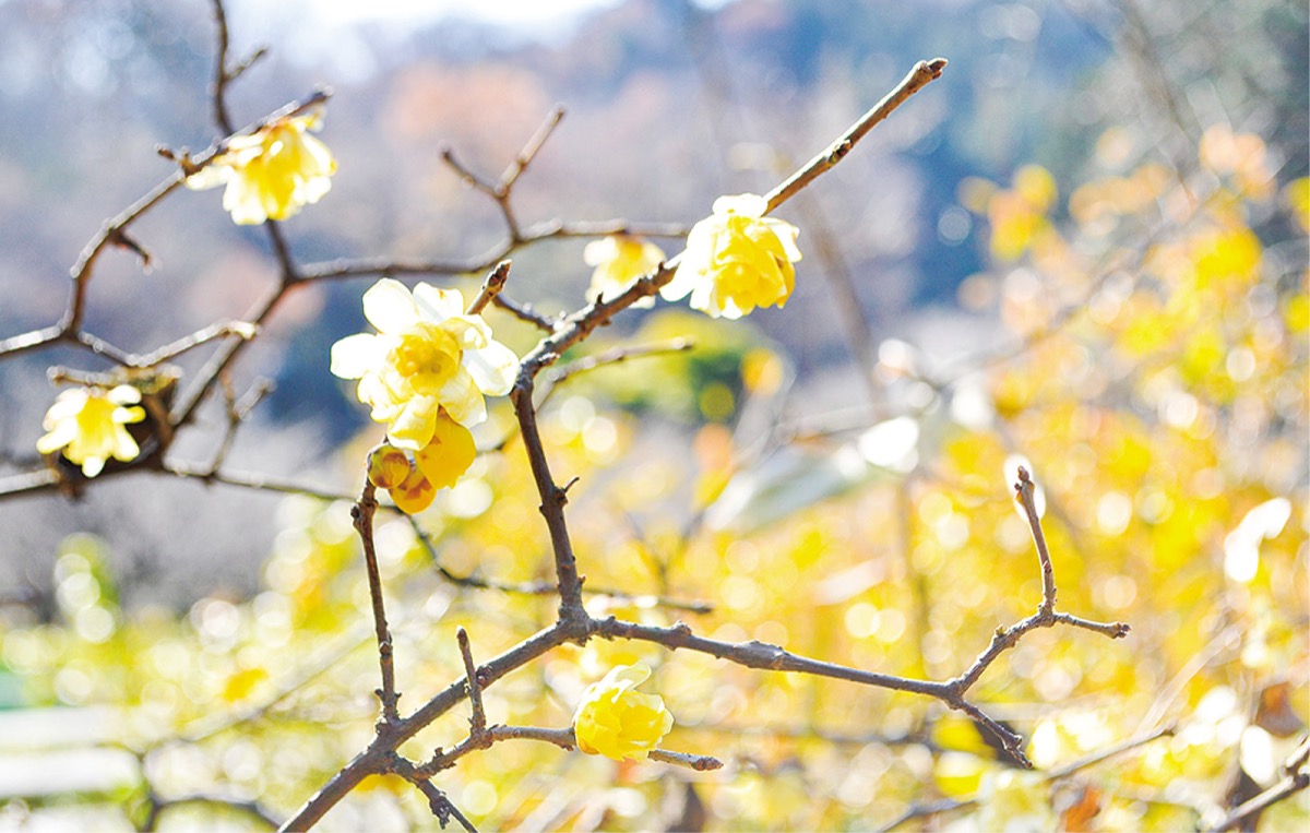 ロウバイの花(以前の開花時)