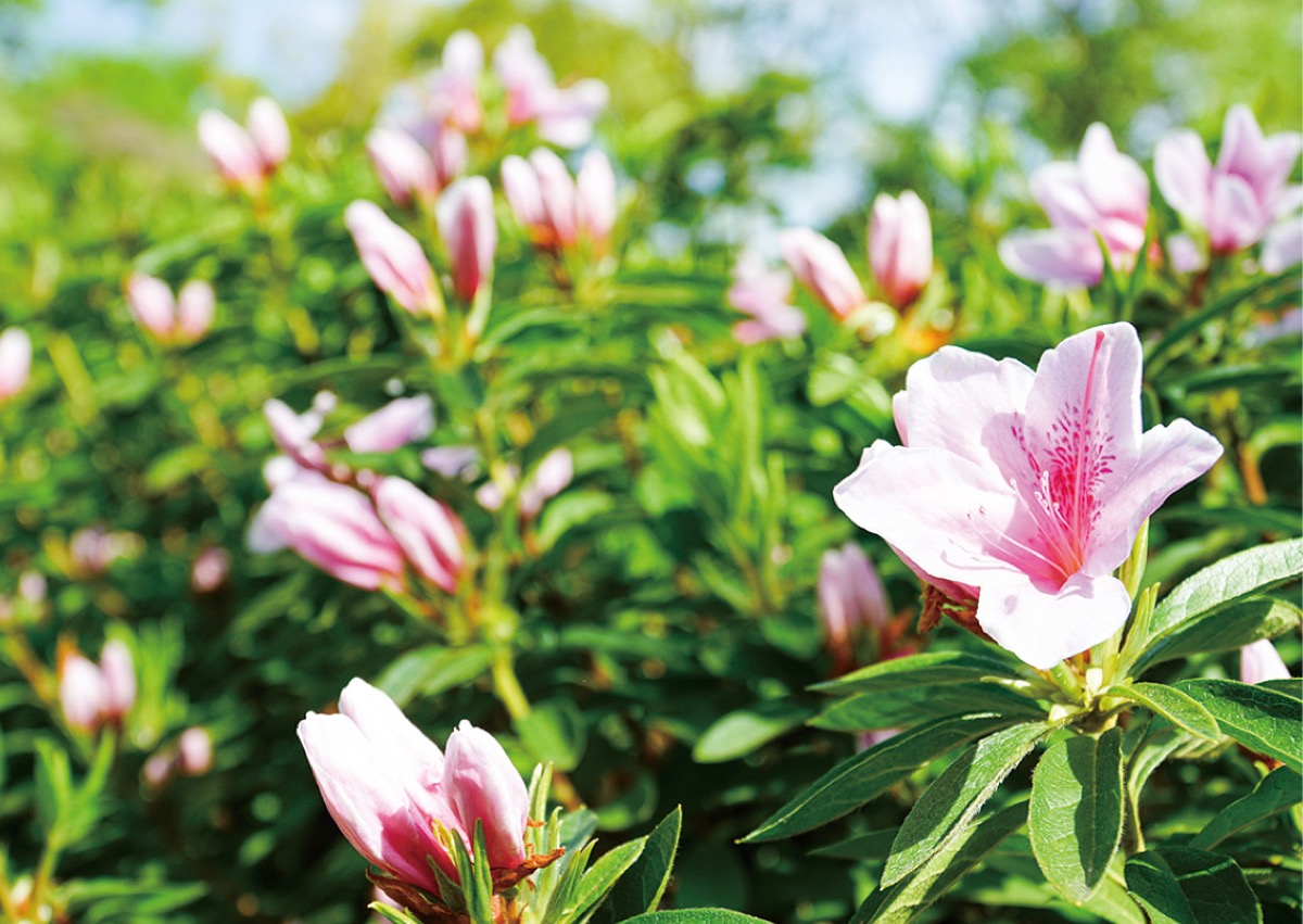 つつじの丘徐々に開花 厚木市森の里 | 厚木・愛川・清川 | タウンニュース