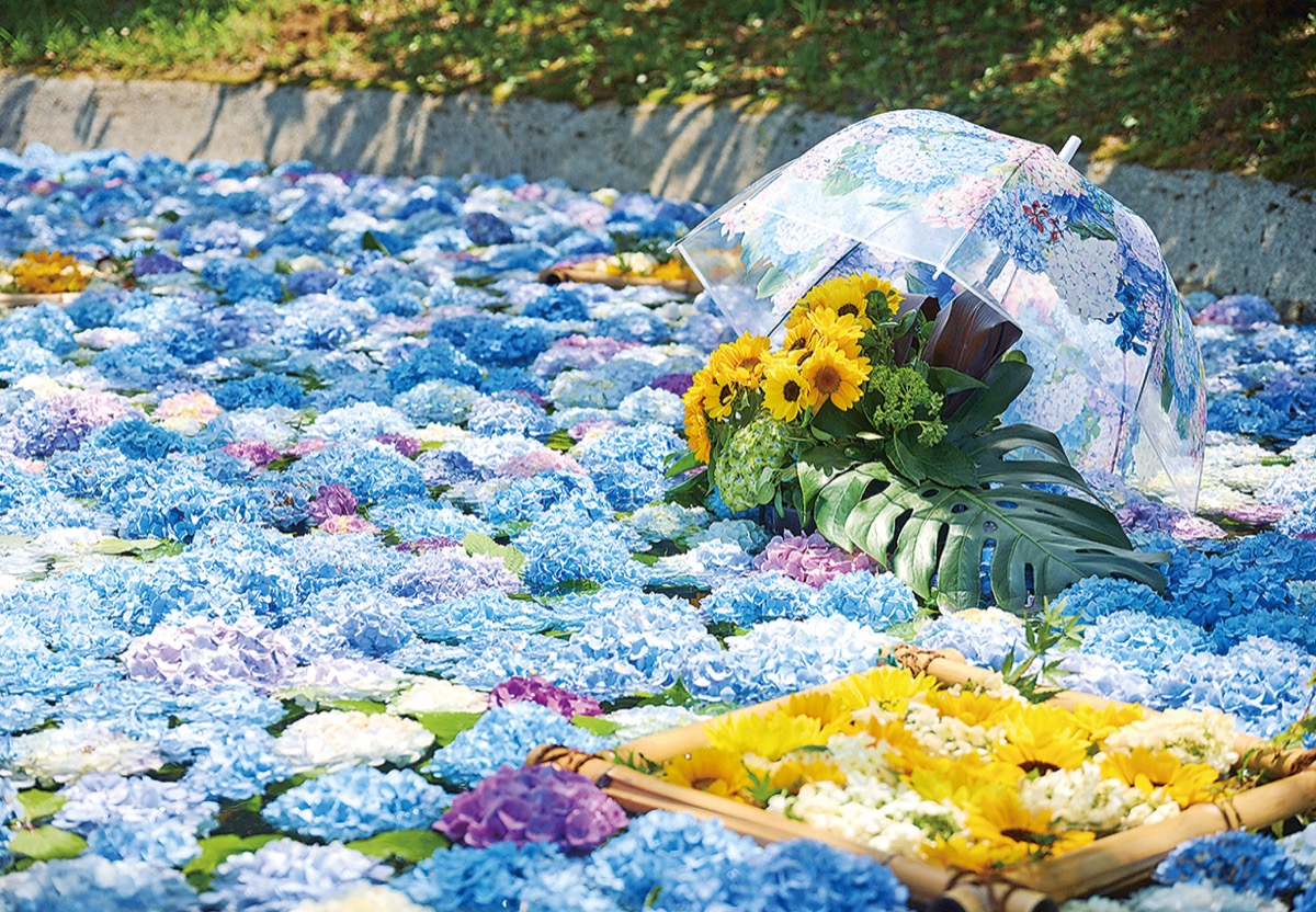 開成町あじさいまつり
