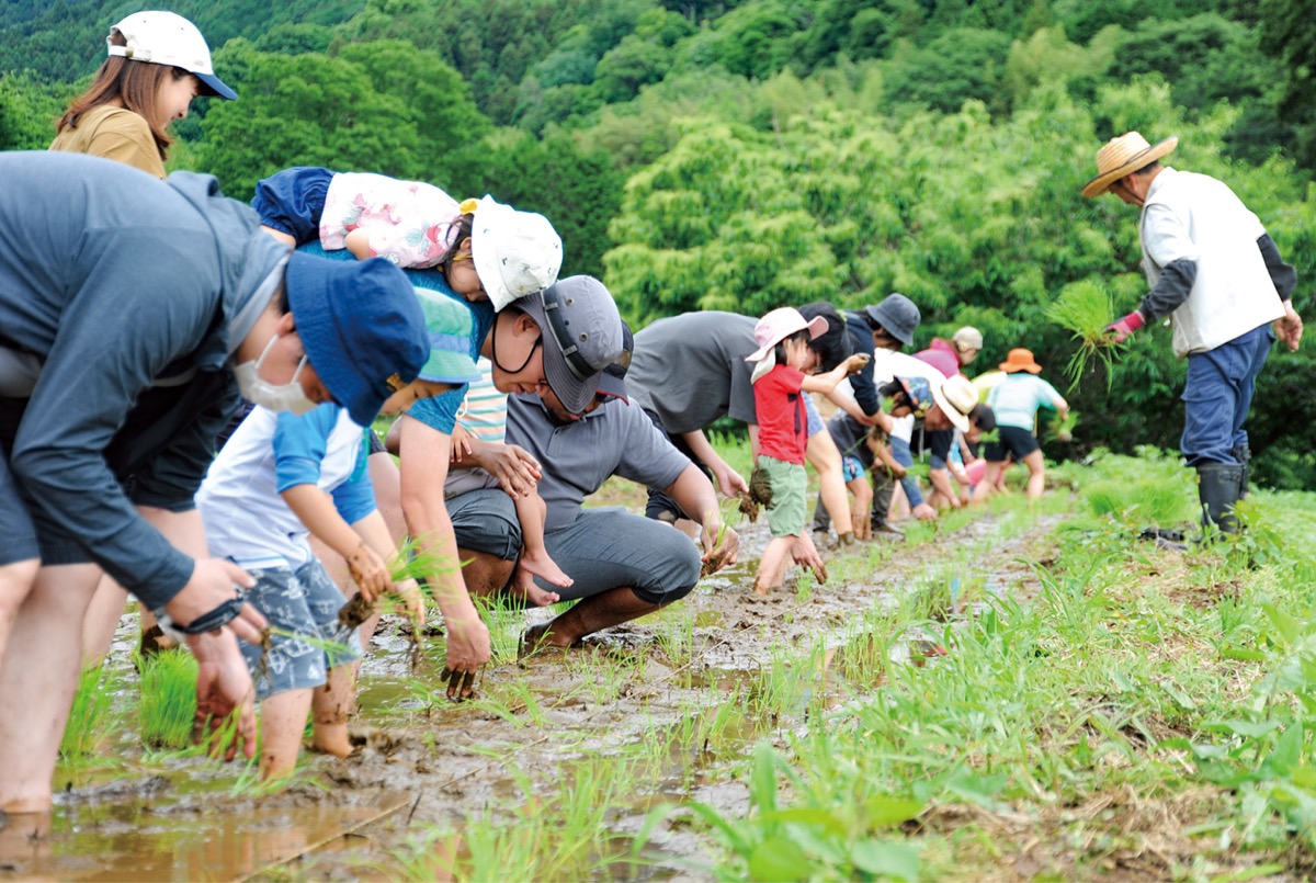 アオモジ　山採り養生中の苗達 山採り天然 アオダモ 5本立ち 94
