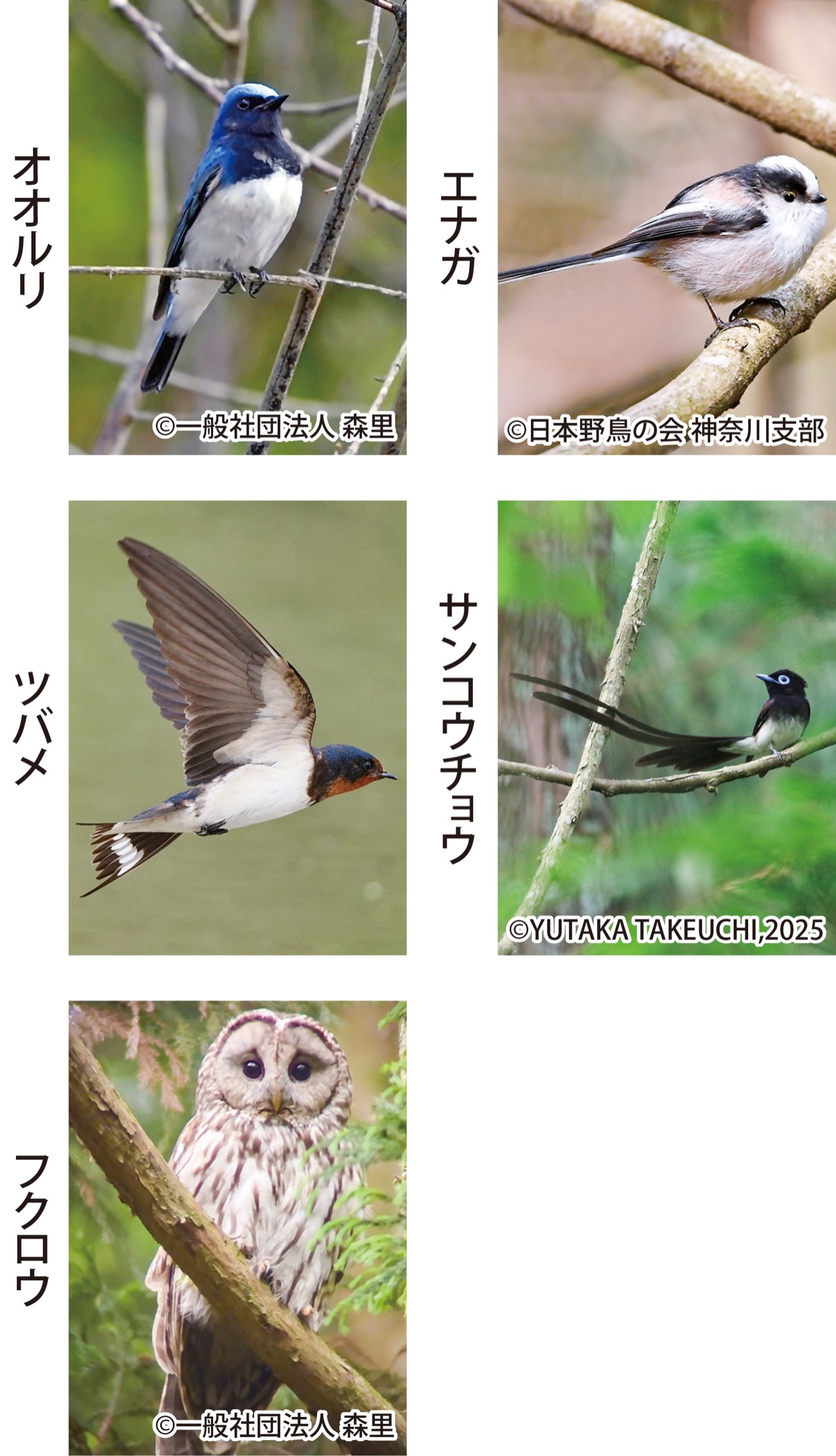 ｢市の鳥｣選ぶ市民投票