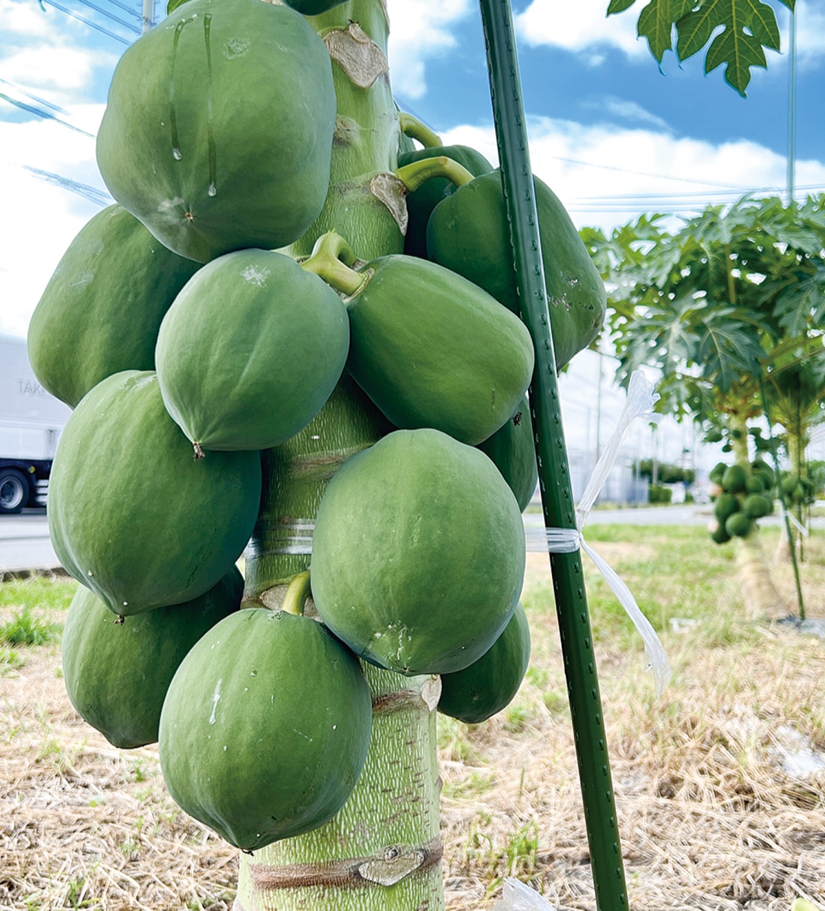 パパイヤたわわ