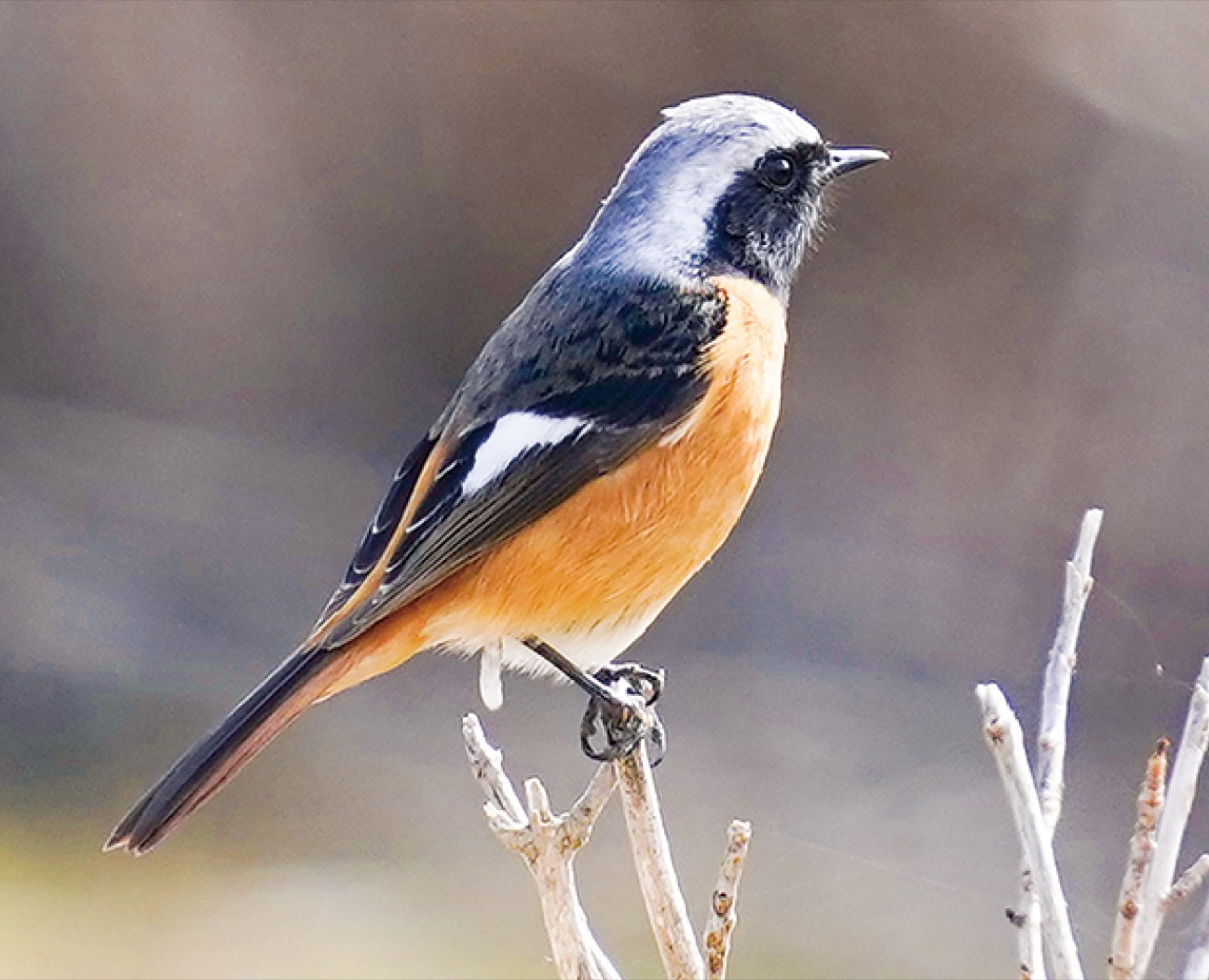 12月『ジョウビタキ』