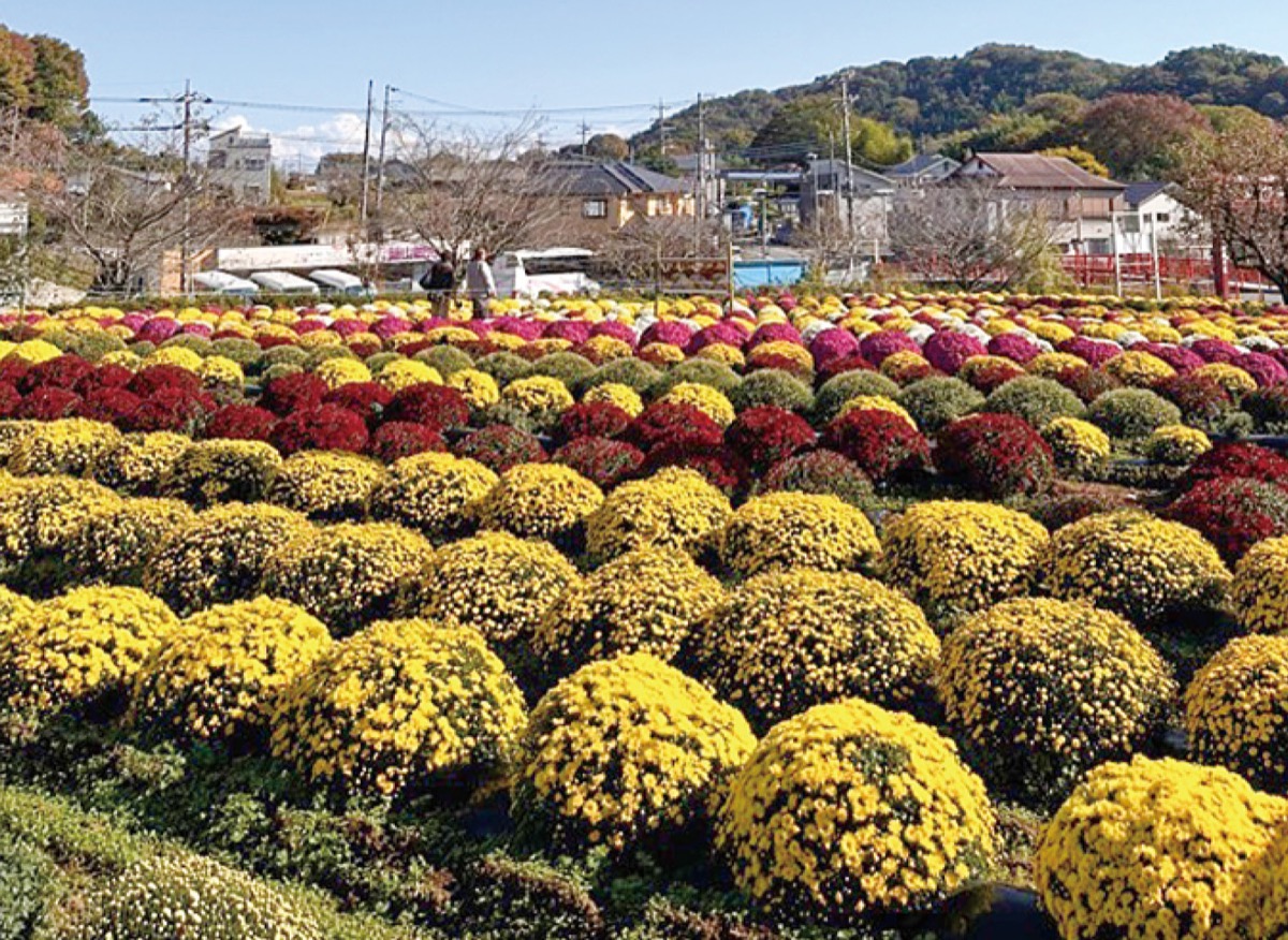 秋のざる菊まつり