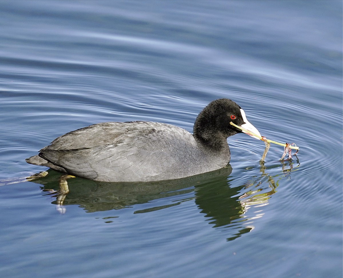 １月『オオバン』