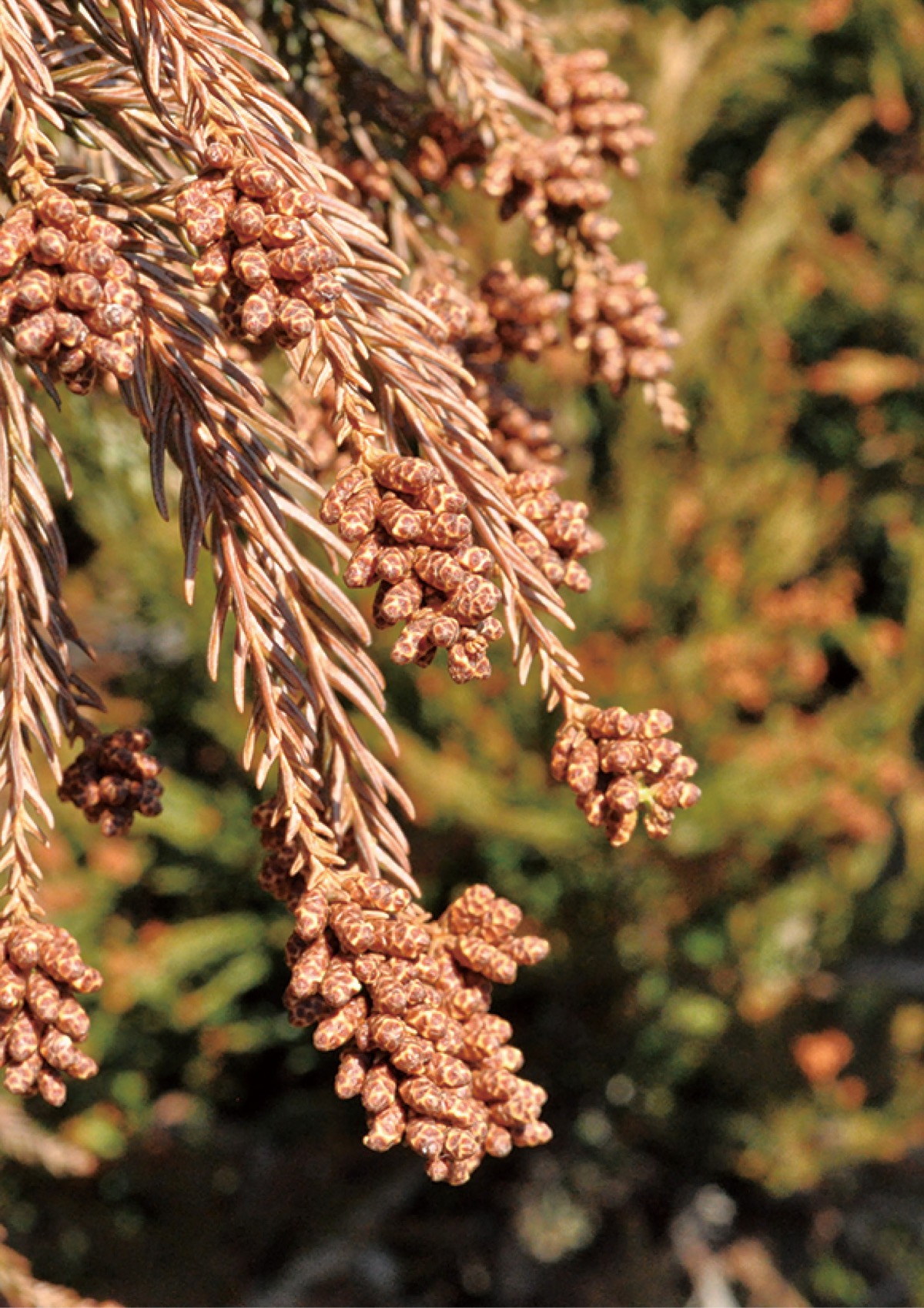 春の飛散量、「やや多い」