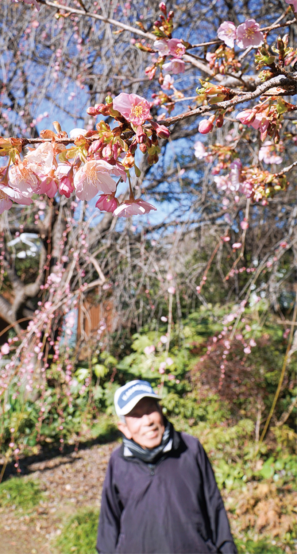 半原に一足早い春