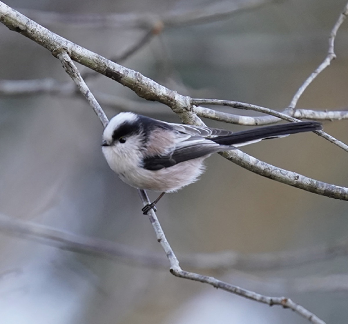 　２月　『エナガ』