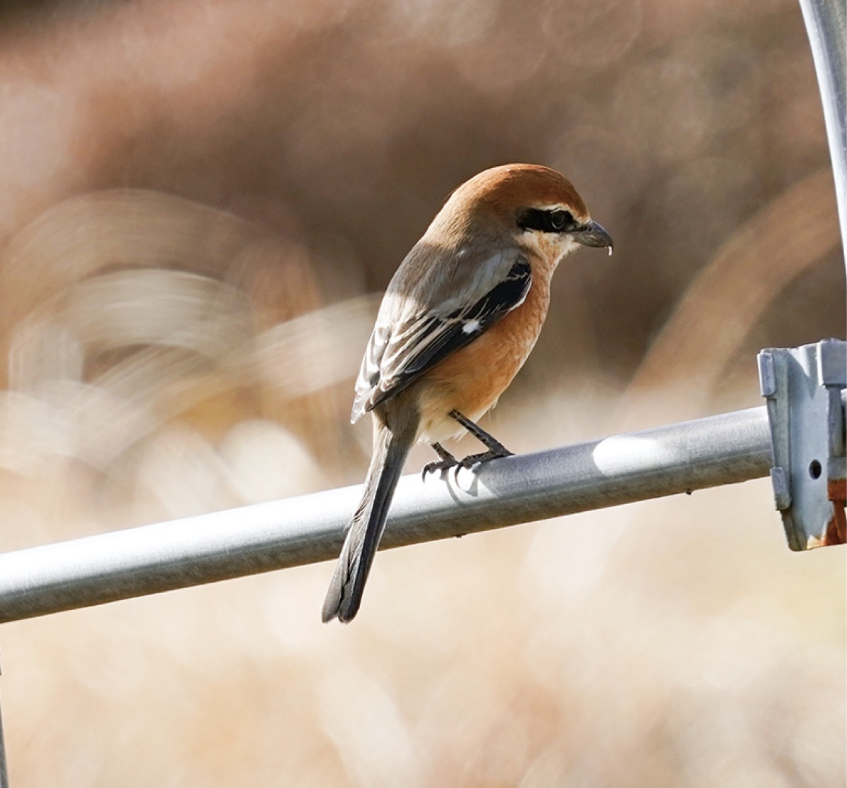 ３月　『モズ』