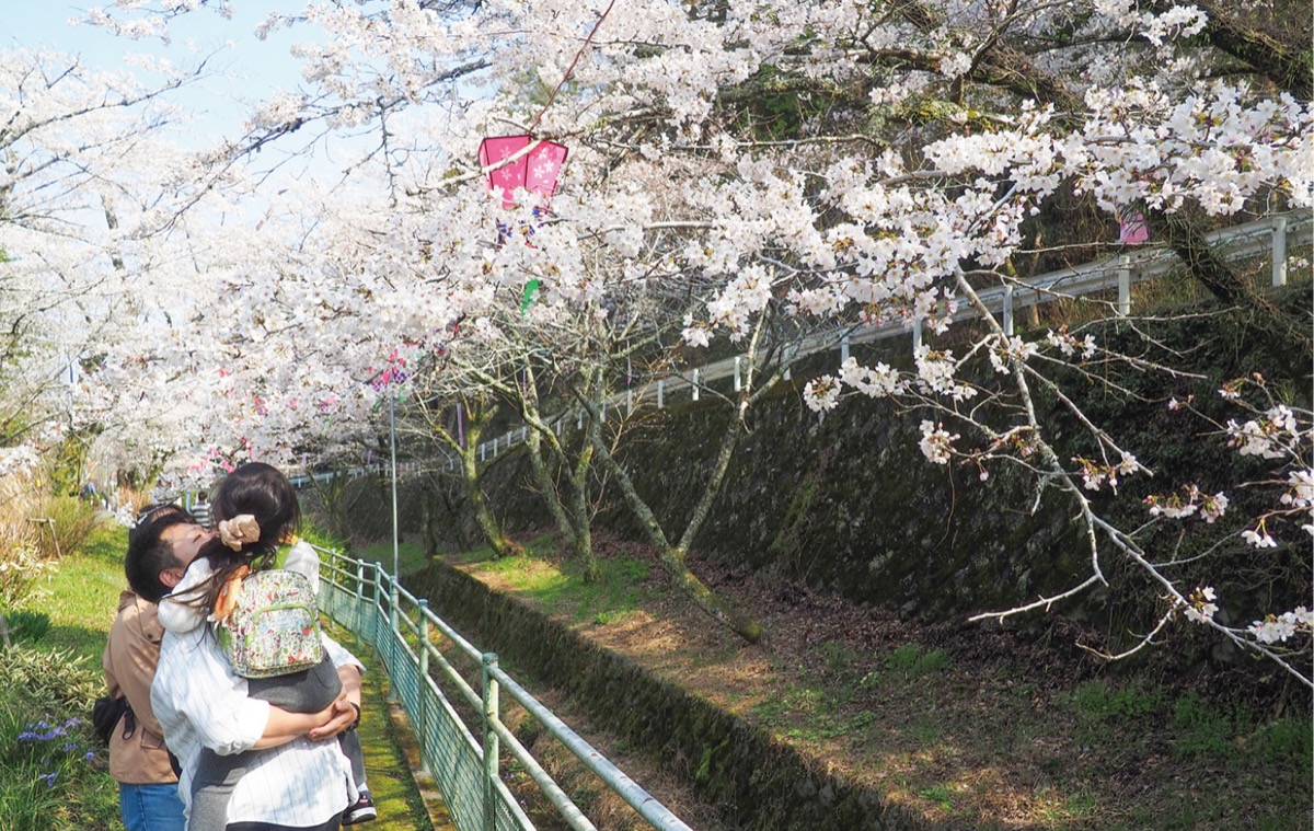 参道沿いの桜も満開に