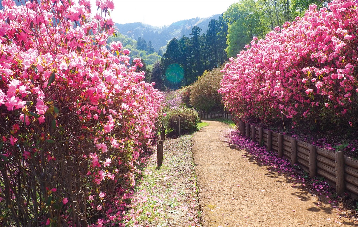 4万本のツツジ、続々開花 (写真2)