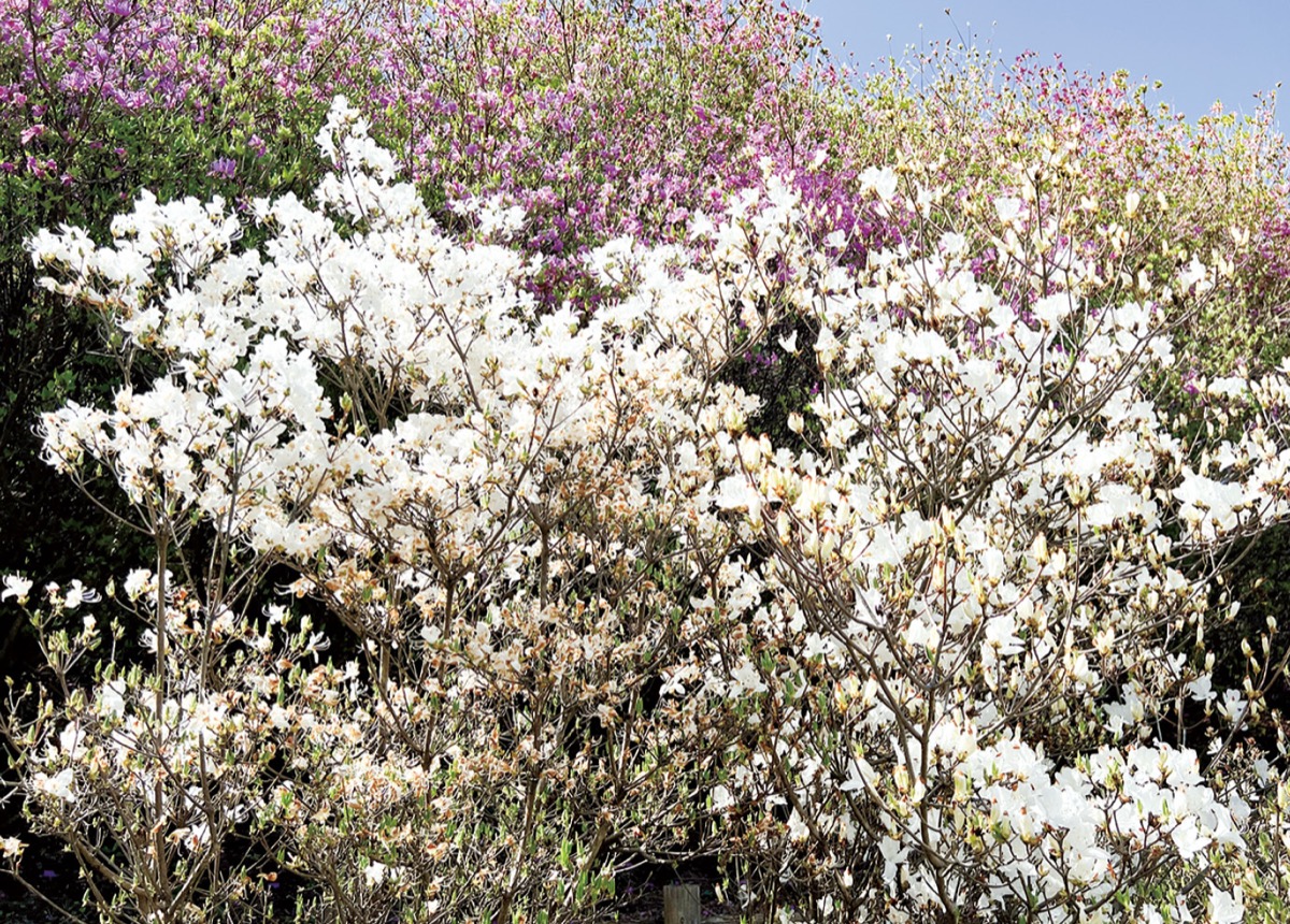 4万本のツツジ、続々開花 (写真3)