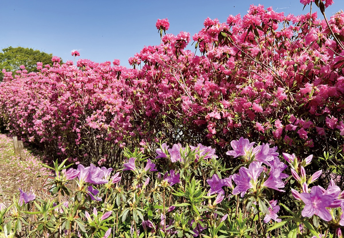 4万本のツツジ、続々開花 (写真4)