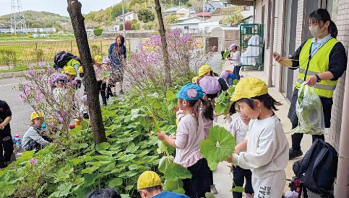 施設にあるフキを収穫