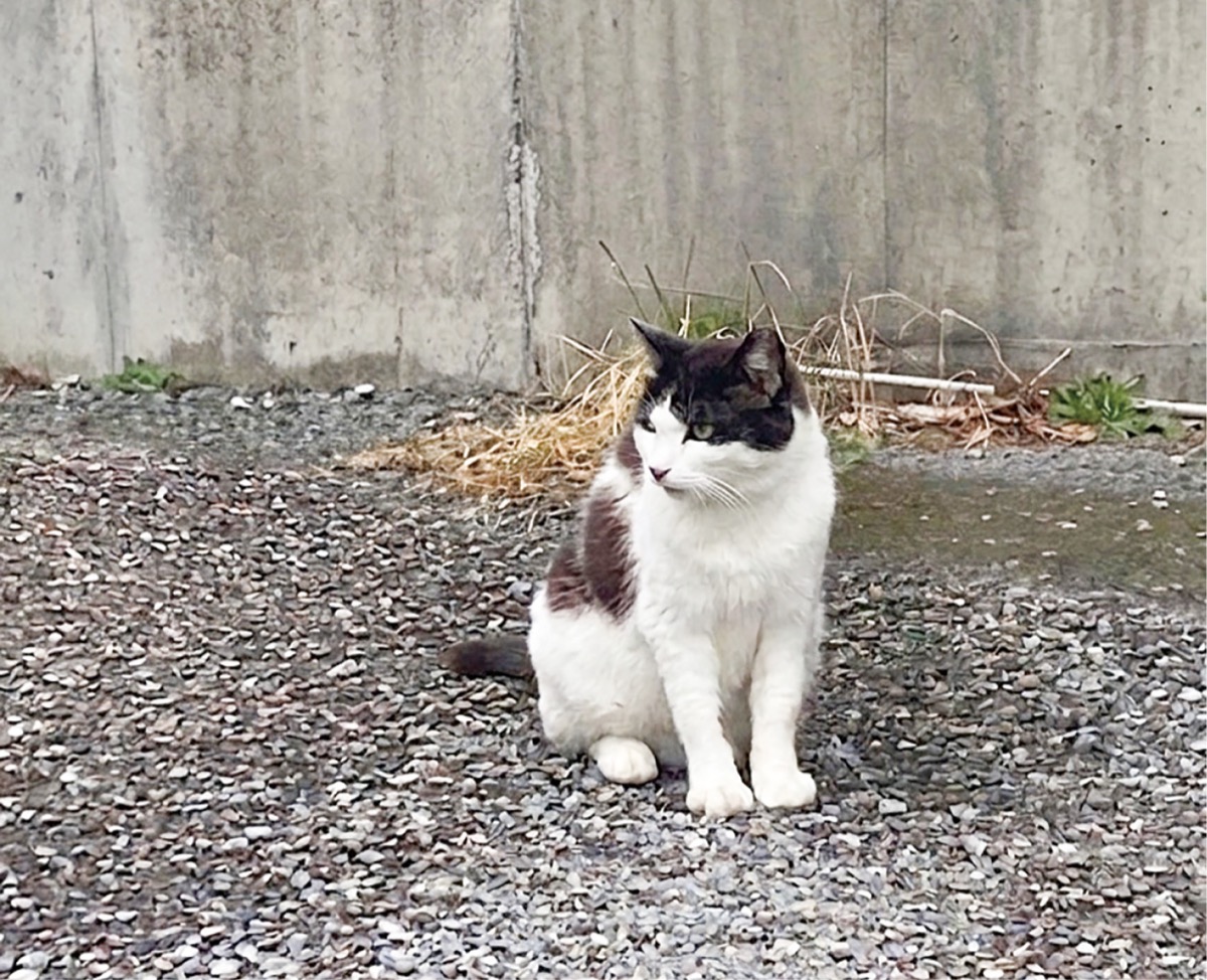 今週の一枚