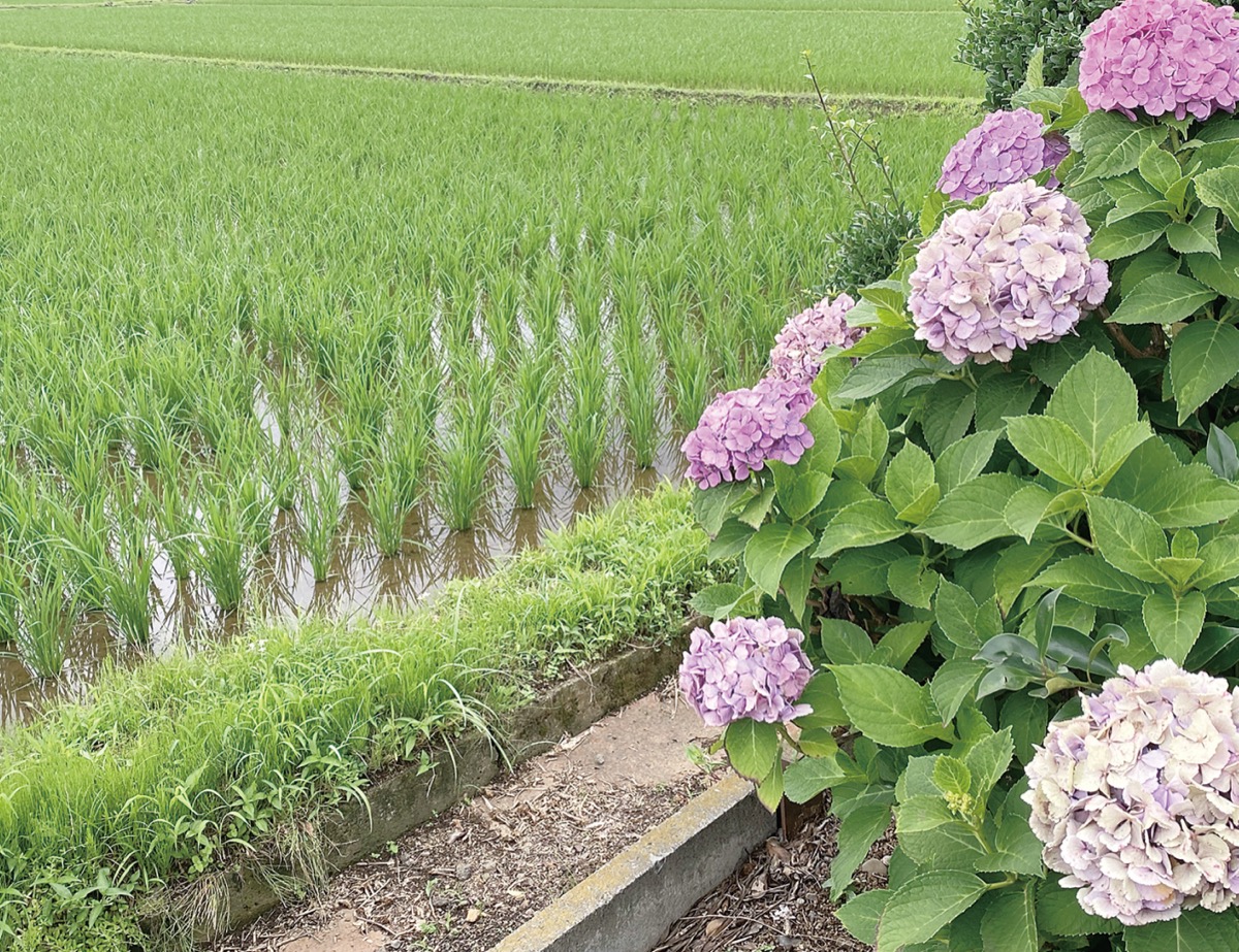 今週の一枚