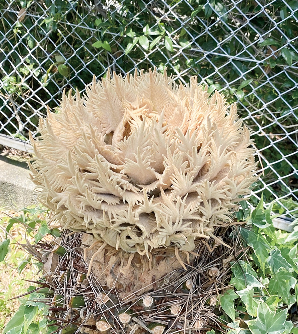 今週の一枚