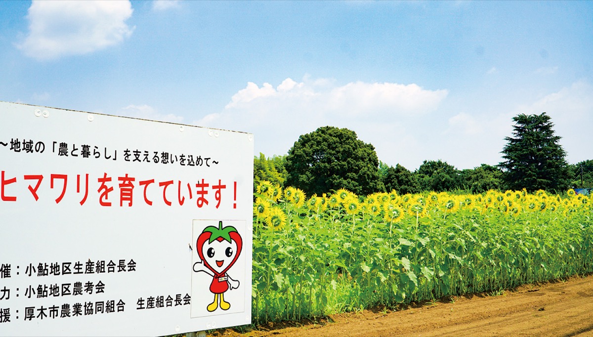 厚木清川線を彩るヒマワリ