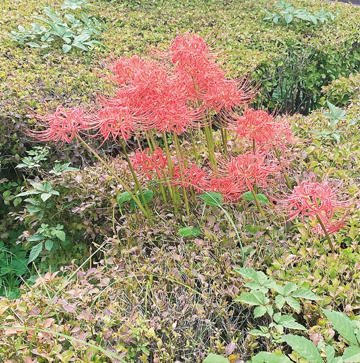 今週の一枚