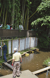 竹を伐採する生物部員と化粧垣根を作る役員たち