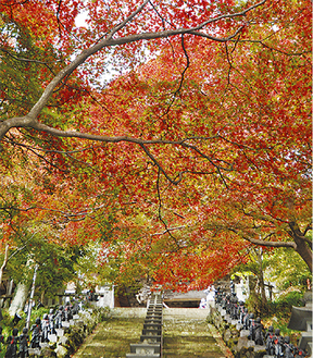 大山寺の紅葉（11月11日撮影）