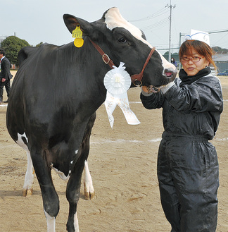 ホルスタインショーで優勝した熊沢さんの乳牛