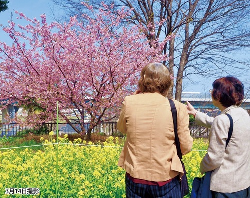 河津桜と菜の花の景色を楽しむ来園者