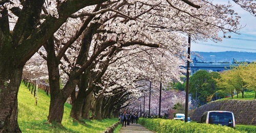 ソメイヨシノの桜並木（４月４日撮影）