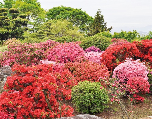１千株以上のツツジが鮮やかに咲き誇る。「ぜひお越し下さい」と杉山代表