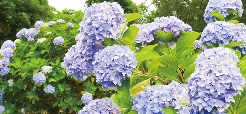 日陰道のアジサイ（６月23日撮影）