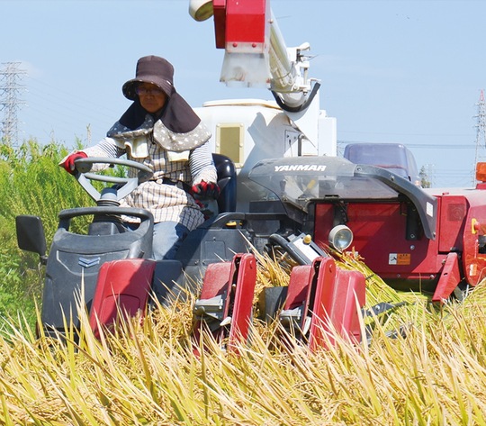 米の収穫をする横山さん（9月26日撮影）
