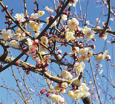 梅の花ほころぶ